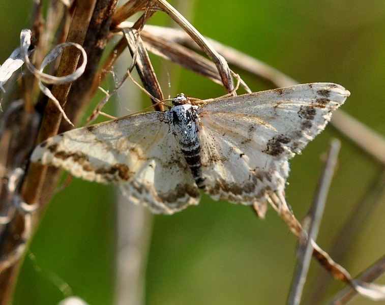 Scopula